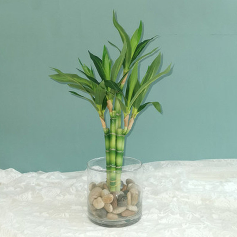 Aquarium Fish Buy - Novo 40cm rftificial sorte bambu suculenta