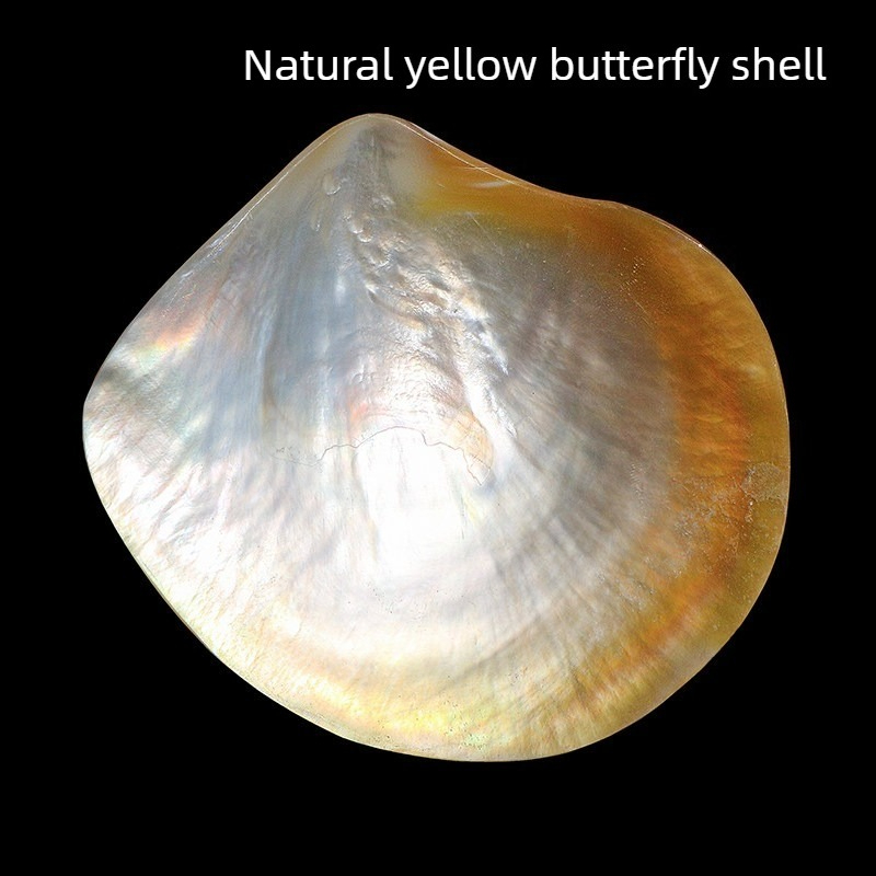 Aquarium Fish Yellow - Coleção de Conchas Beibei Amarelas Naturais