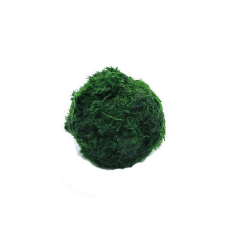 Aquarium Fish Green - Marimo musgo bolas ao vivo aquário