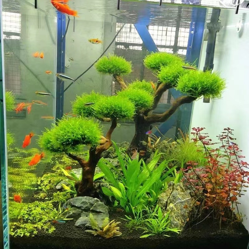 Aquarium Fish Green - Quadro De Madeira Decorativa Para A