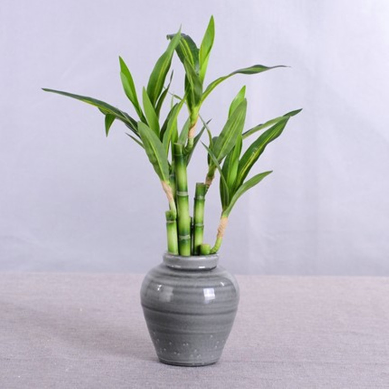Novo 40cm rftificial sorte bam - Aquarium Fish Buy avaliação e preço