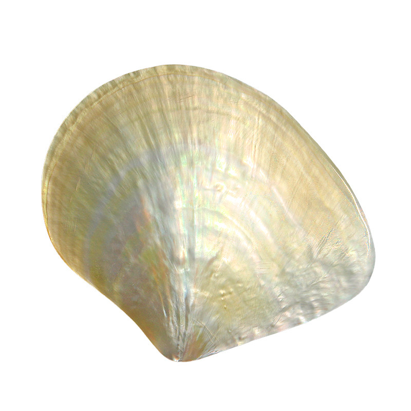 Coleção de Conchas Beibei Amar - Aquarium Fish Yellow avaliação e preço