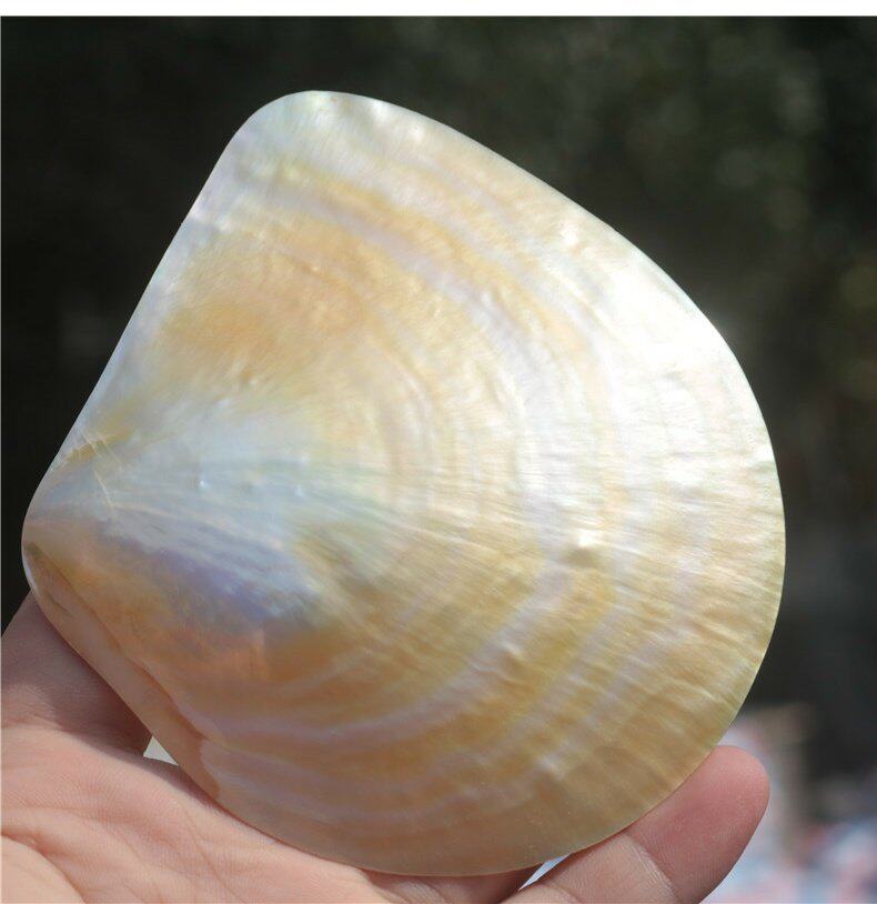 Coleção de Conchas Beibei Amar - Aquarium Fish Yellow avaliação e preço