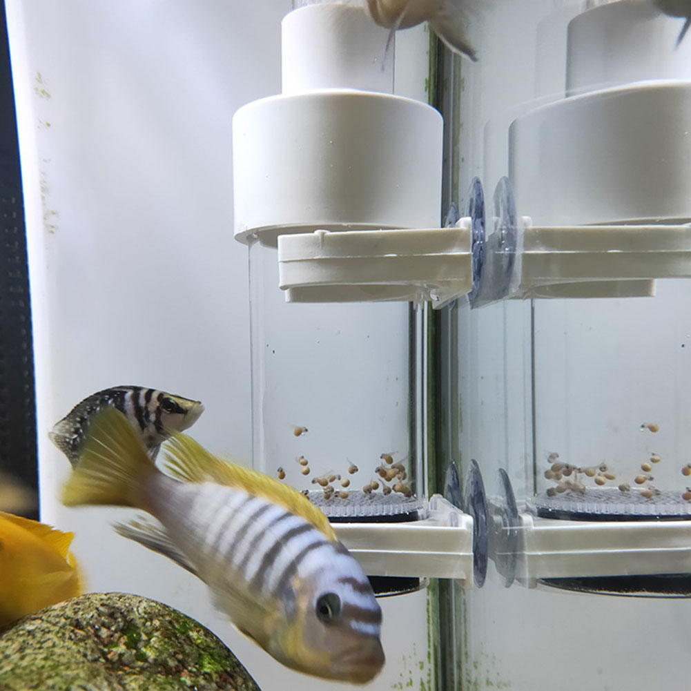 40mm incubadora incubadora de  - Aquarium Fish Eggs avaliação e preço