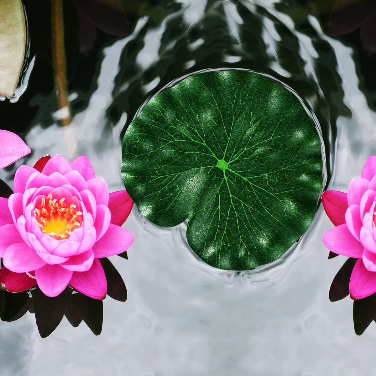 10 Peças de Folhas de Lótus Ar - Aquarium Fish Green avaliação e preço