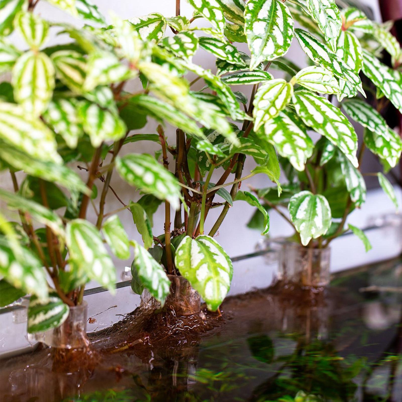 6 Peças Suporte para Plantas d - Aquarium Fish Elevator avaliação e preço