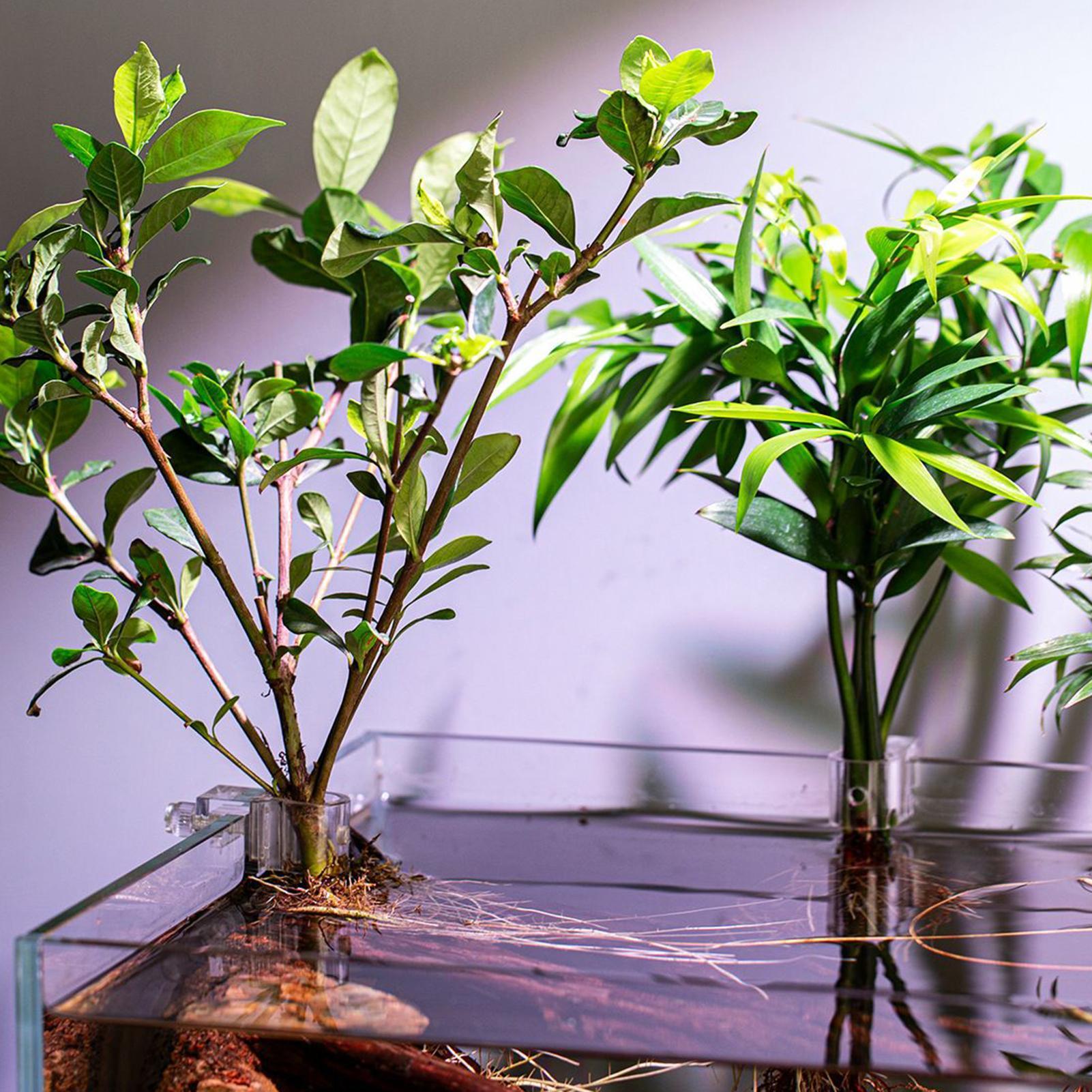 6 Peças Suporte para Plantas d - Aquarium Fish Elevator avaliação e preço