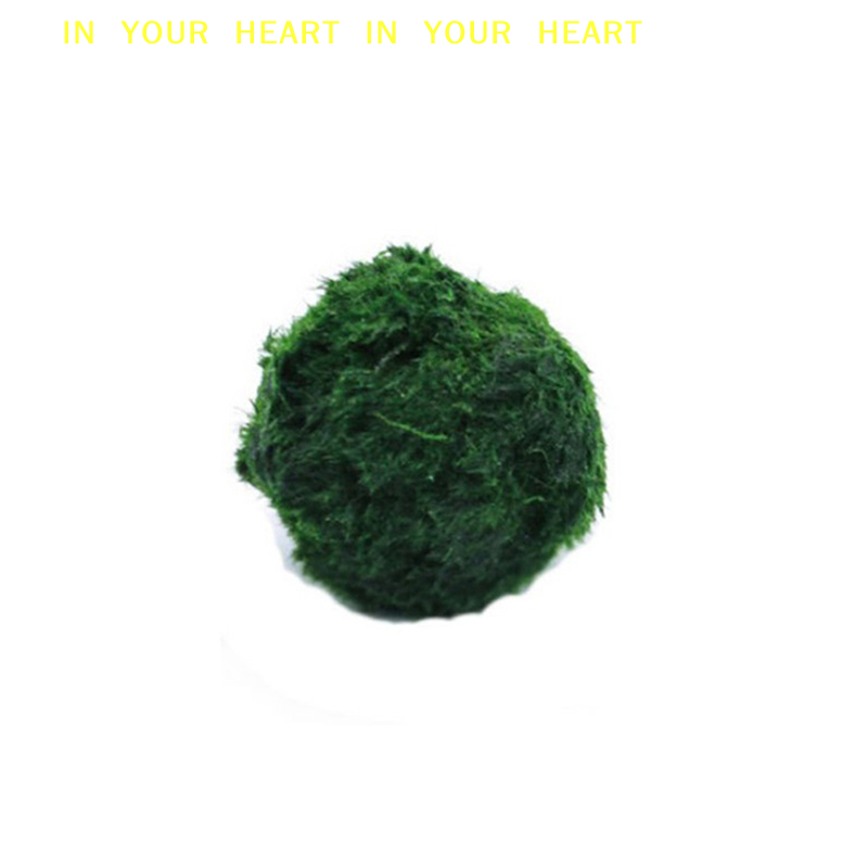 【X】Bolas de Musgo Marimo de 3- - Aquarium Fish Green avaliação e preço