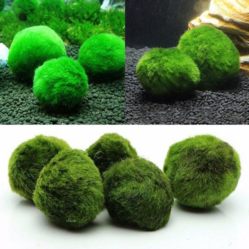 Marimo musgo bolas ao vivo aqu - Aquarium Fish Green avaliação e preço
