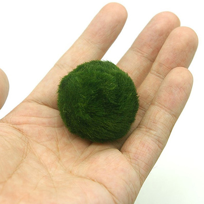 Marimo musgo bolas ao vivo aqu - Aquarium Fish Green avaliação e preço