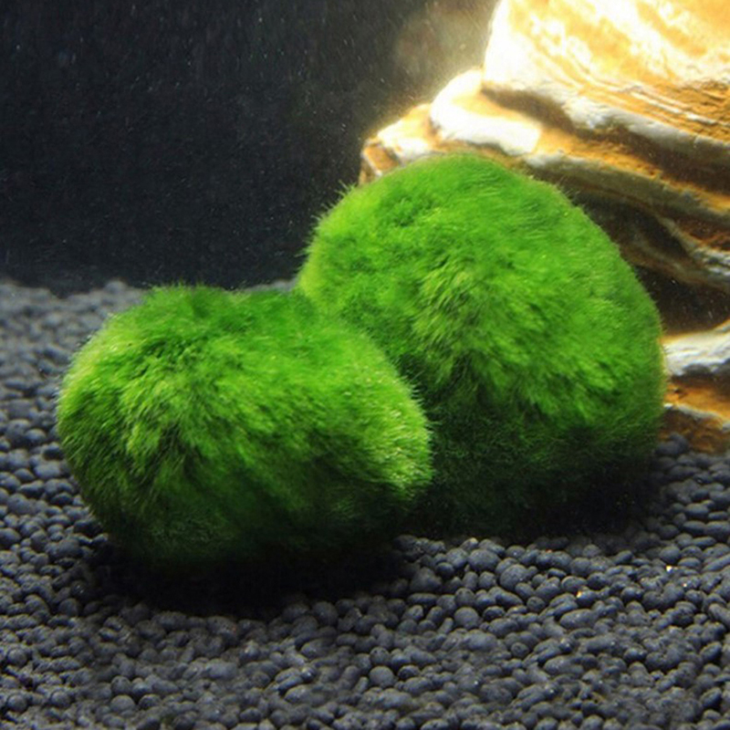 Marimo musgo bolas ao vivo aqu - Aquarium Fish Green avaliação e preço