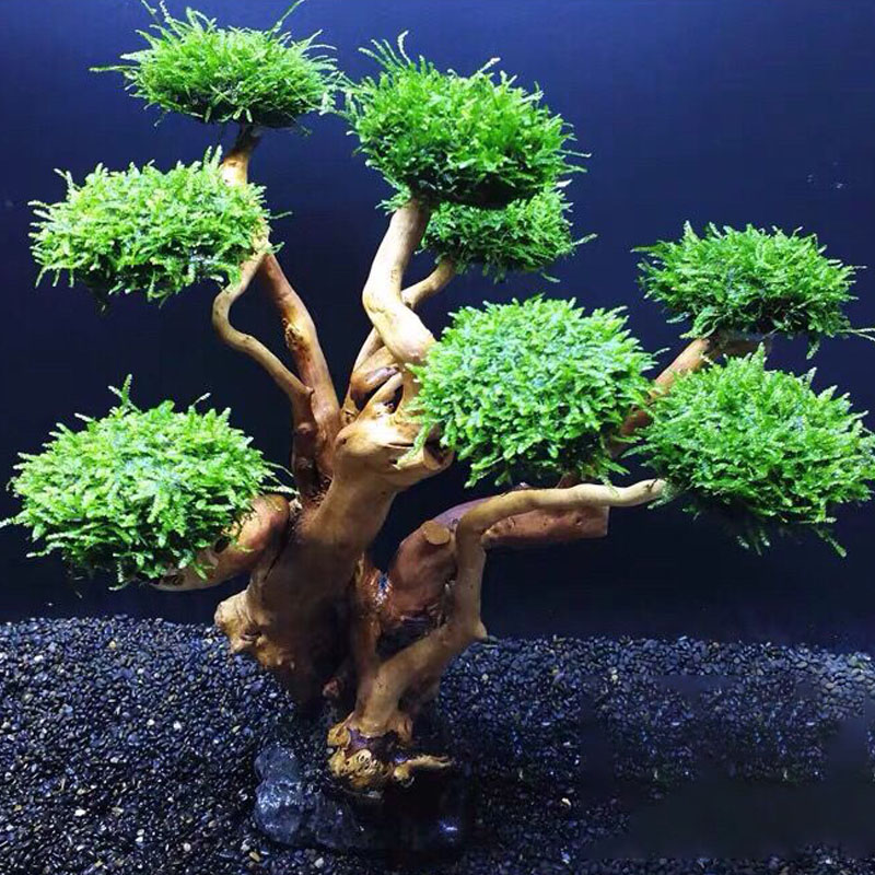 Quadro De Madeira Decorativa P - Aquarium Fish Green avaliação e preço