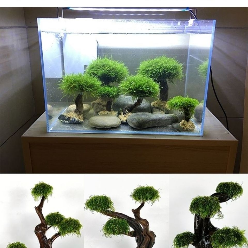 Quadro De Madeira Decorativa P - Aquarium Fish Green avaliação e preço