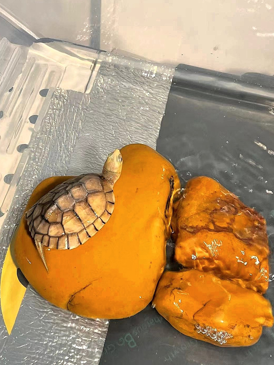 Pedra de Cera Amarela Natural  - Aquarium Fish Yellow avaliação e preço